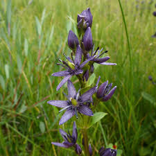 Attēlu rezultāti vaicājumam “Swertia perennis leaf”