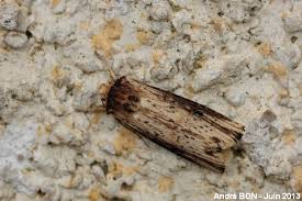 Attēlu rezultāti vaicājumam “Axylia putris”