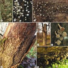 Attēlu rezultāti vaicājumam “Phleogena faginea stalked”