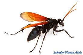 Attēlu rezultāti vaicājumam “Pompilidae”