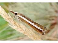 Attēlu rezultāti vaicājumam “Catoptria fulgidella”