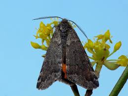 Attēlu rezultāti vaicājumam “Boudinotiana notha”