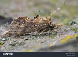 Attēlu rezultāti vaicājumam “Pterostoma palpina”