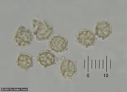 Attēlu rezultāti vaicājumam “Oligonema sp.”