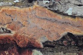 Attēlu rezultāti vaicājumam “Ceriporiopsis aneirina”