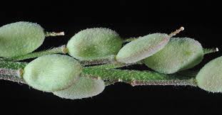 Attēlu rezultāti vaicājumam “Berteroa incana fruit”