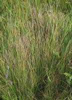 Attēlu rezultāti vaicājumam “Nardus stricta fruit”