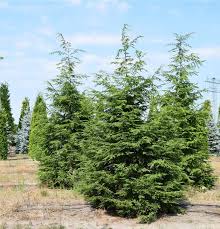 Attēlu rezultāti vaicājumam “Tsuga canadensis”