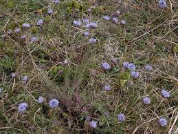 Attēlu rezultāti vaicājumam “Jasione montana leaf”