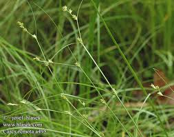 Attēlu rezultāti vaicājumam “Carex remota”