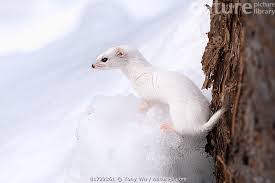 Attēlu rezultāti vaicājumam “Mustela nivalis”