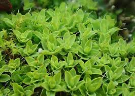 Attēlu rezultāti vaicājumam “Syntrichia”