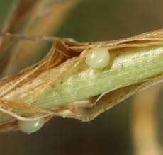 Attēlu rezultāti vaicājumam “Leucania comma”
