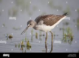Attēlu rezultāti vaicājumam “Tringa nebularia”