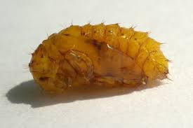 Attēlu rezultāti vaicājumam “Agelastica alni larva”