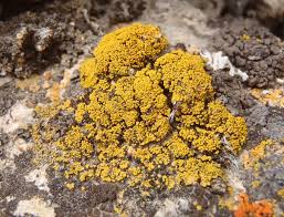 Attēlu rezultāti vaicājumam “Candelariella sp.”