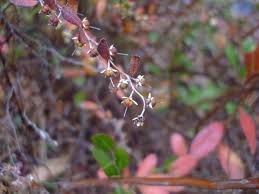 Attēlu rezultāti vaicājumam “Chamaedaphne calyculata leaf”