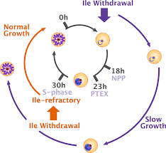 Attēlu rezultāti vaicājumam “Lycogala botrydium plasmodium”