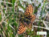 Attēlu rezultāti vaicājumam “Boloria eunomia upperside”
