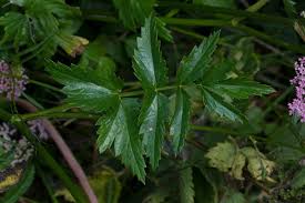 Image result for Pimpinella major