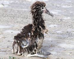 Image result for albatross dead chick
