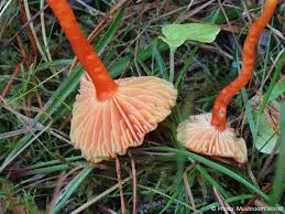 Attēlu rezultāti vaicājumam “Hygrocybe cantharellus”