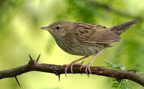 Image result for Locustella lanceolata