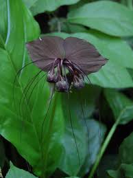 Image result for Tacca chantrieri