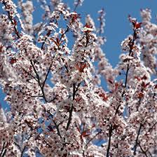 Attēlu rezultāti vaicājumam “Prunus cerasifera flower”