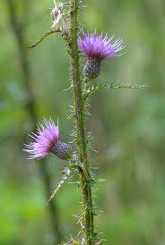 Attēlu rezultāti vaicājumam “Cirsium palustre flower”