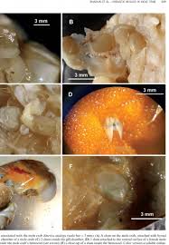 Attēlu rezultāti vaicājumam “Bitoma crenata imago”