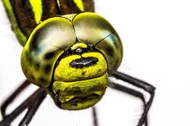 Attēlu rezultāti vaicājumam “Aeshna viridis”