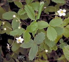 Attēlu rezultāti vaicājumam “Rosaceae”