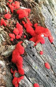 Attēlu rezultāti vaicājumam “Lindbladia tubulina spores”