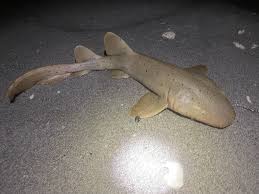 Image result for Ginglymostoma cirratum