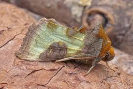 Attēlu rezultāti vaicājumam “Diachrysia tutti”