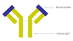 File:Infliximab structure.jpg - Wikipedia, the free encyclopedia