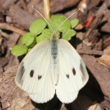 Attēlu rezultāti vaicājumam “Pieris rapae female”