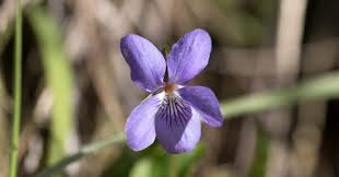 Attēlu rezultāti vaicājumam “Viola riviniana flower”