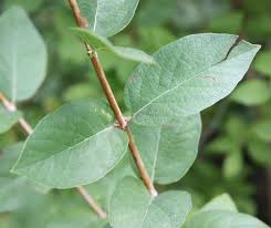 Attēlu rezultāti vaicājumam “Lonicera tatarica leaf”
