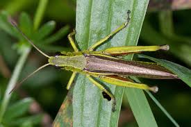 Attēlu rezultāti vaicājumam “Stethophyma grossum”