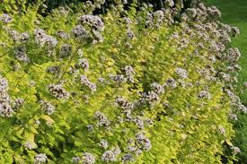 Attēlu rezultāti vaicājumam “Origanum vulgare bud”