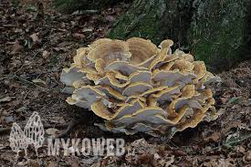 Attēlu rezultāti vaicājumam “Bondarzewia mesenterica”