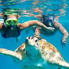 Image result for Harbour Lights Snorkelling Club (HLSC)