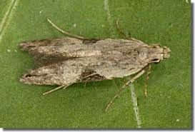 Attēlu rezultāti vaicājumam “Hypatima rhomboidella”