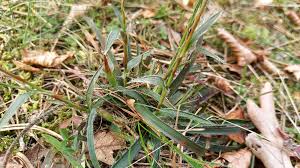 Attēlu rezultāti vaicājumam “Luzula luzuloides leaf”