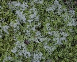 Attēlu rezultāti vaicājumam “Pleurozium schreberi”