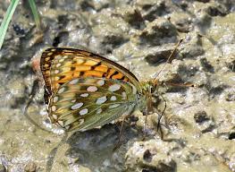 Attēlu rezultāti vaicājumam “Argynnis aglaja underside”