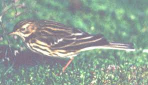 Image result for Anthus hodgsoni