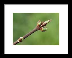 Attēlu rezultāti vaicājumam “Euonymus europaeus bud”